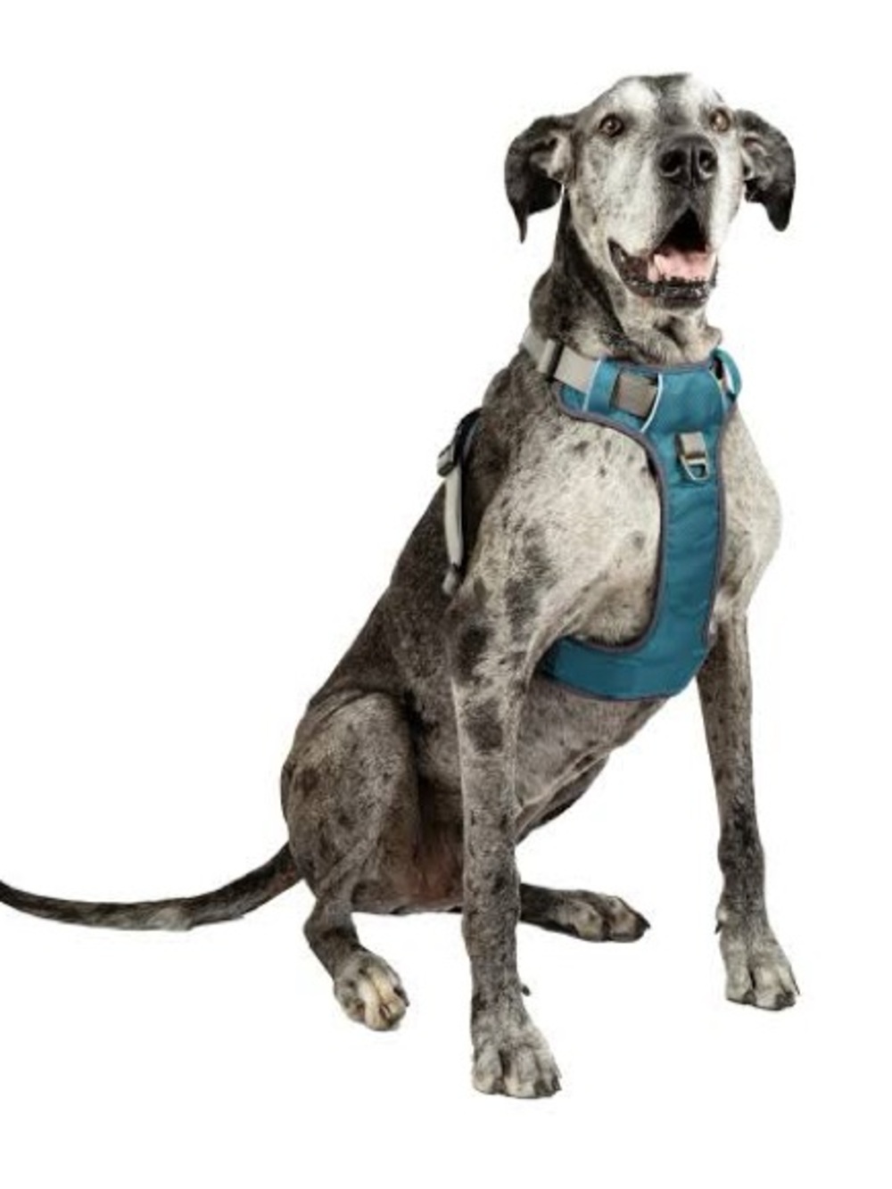 embark Teal & Gray Adventure Harness for Dogs - XL